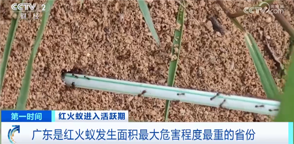 央视提醒：“地表最强入侵害虫”红火蚁进入活跃期！叮咬能致死