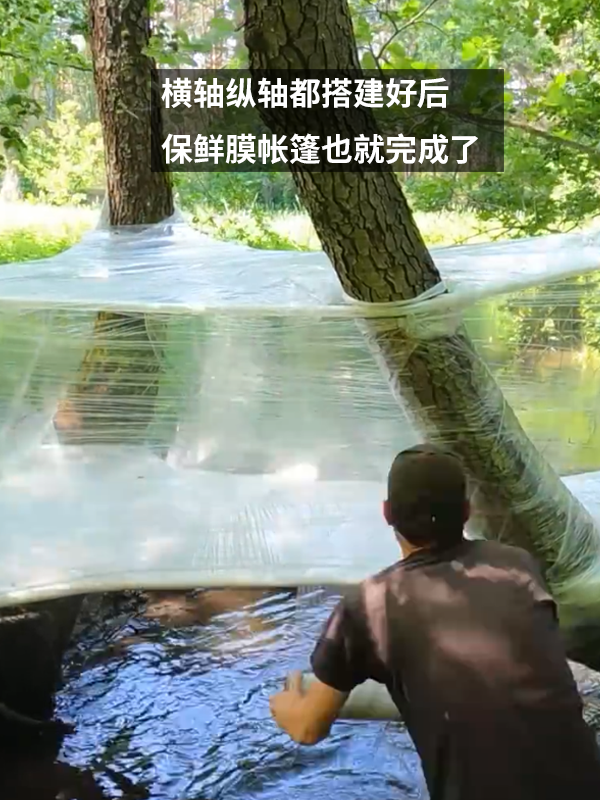 野外生存大佬用保鲜膜搭帐篷：远远看去像是被蜘蛛精抓住了