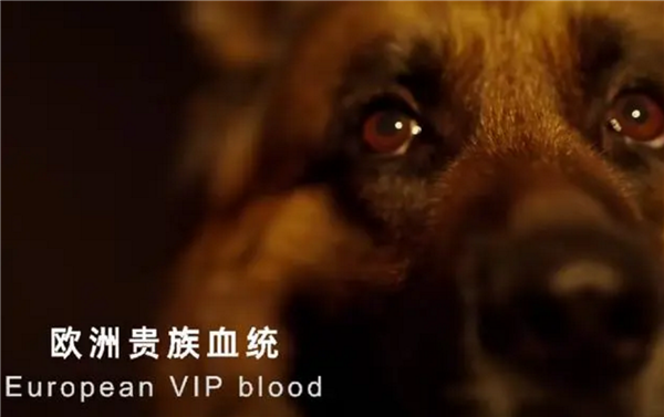 简单高效！只有中国人才能看懂的散装英文 网友直呼越看越上头