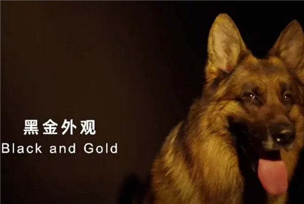 简单高效！只有中国人才能看懂的散装英文 网友直呼越看越上头