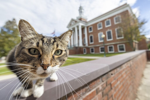 比人强！美国小猫念了4年大学后：获得了博士学位