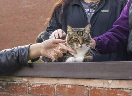 比人强！美国小猫念了4年大学后：获得了博士学位