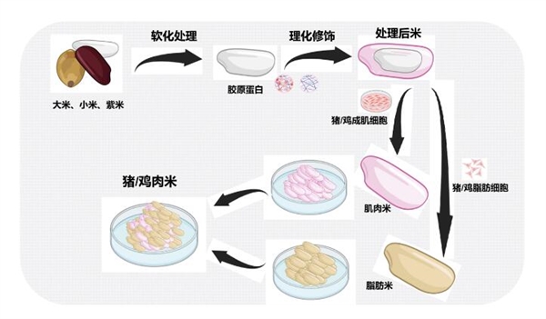 米里含肉！我国鸡肉米、猪肉米研发成功