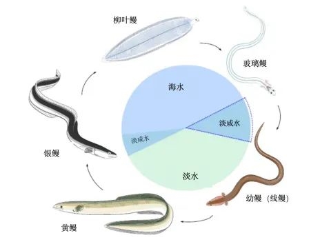 它被称为“水中软黄金” 现在中国产量全球第一！