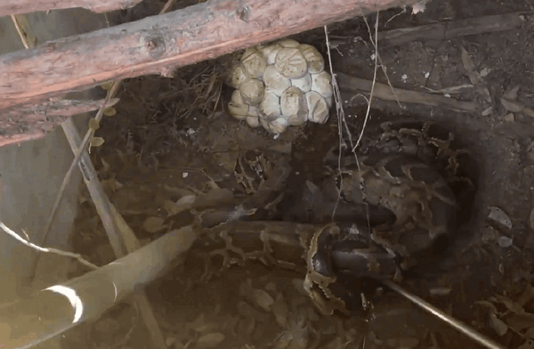 福建一猪圈意外变蛇窝 巨蟒下了一堆蛇蛋