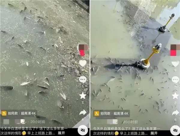 上海现无序放生 1天捞1吨死鱼引热议：专家称无序放生是在杀生