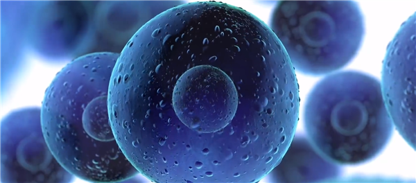 科学家发现人类发育暂停按钮:可增强繁殖能力