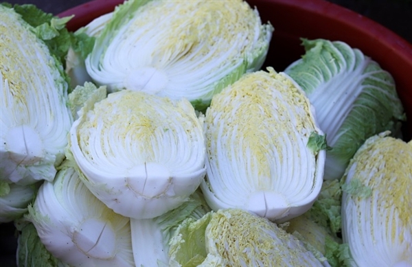 一颗卖到80元人民币吃不起 韩国人用卷心菜娃娃菜代替大白菜