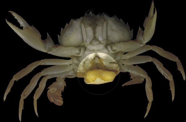 动物界最大谜团之一！120年过去了：还没被人找到一只成年体