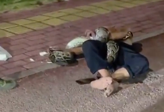 男子醉酒被超2米长蟒蛇缠住 消防回应:已解救、人未受伤