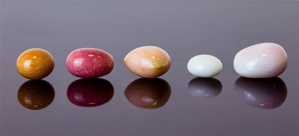 一颗可卖270万美元!能孕育彩色宝珠的大凤螺被人工“相亲”