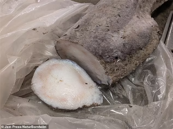 海滩惊现1.5米奇怪生物:以为是海蛇、实际是座头鲸的丁丁