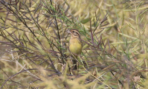 湖南沅江发现世界极危物种“黄胸鹀”:属小型鸣禽