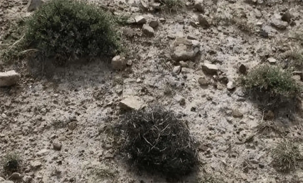 男子网售野生发菜获刑:一级保护植物、非法采摘销售属犯罪