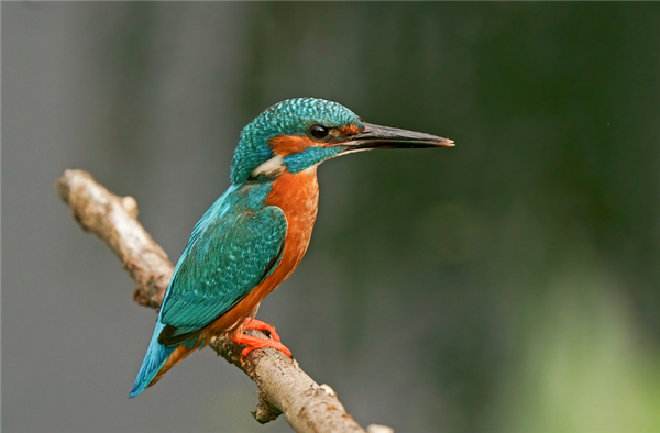 60岁男子爱好拍鸟长出多个肺结节:鸟类粪便中真菌所致