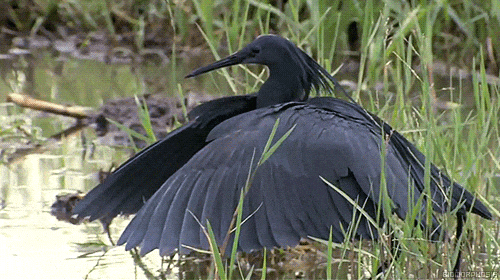 偷感很重!这鸟怎么打着一把“伞”捕鱼