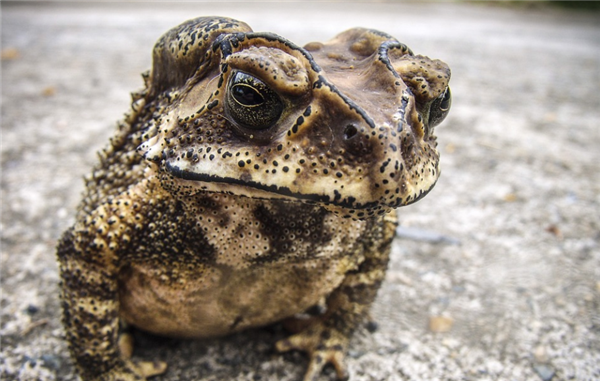 海南三人捕食癞蛤蟆中毒一人已身亡 官方提醒:有毒切勿擅自食用