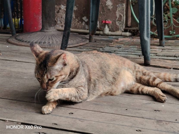 从2米高度跌落完好无损!荣耀X60 Pro体验