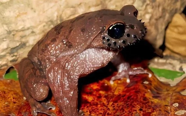 哀牢山上这种珍稀动物:竟是《天龙八部》里段誉吞食的毒物原型