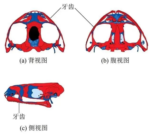哀牢山上这种珍稀动物:竟是《天龙八部》里段誉吞食的毒物原型