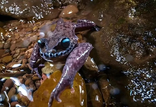 哀牢山上这种珍稀动物:竟是《天龙八部》里段誉吞食的毒物原型