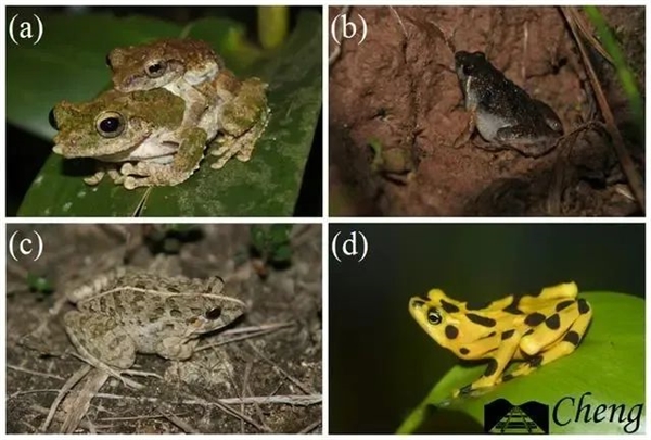 哀牢山上这种珍稀动物:竟是《天龙八部》里段誉吞食的毒物原型