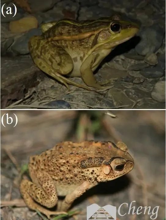 哀牢山上这种珍稀动物:竟是《天龙八部》里段誉吞食的毒物原型