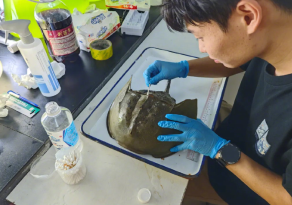 大亚湾核电基地发现濒危物种中国鲎:地球上唯一的蓝血生物