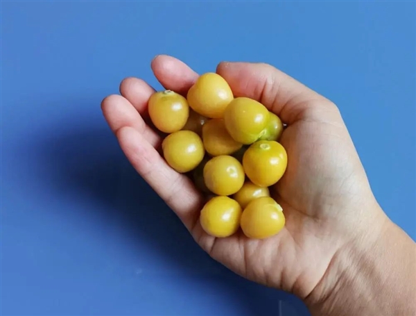 这种长得像灯笼一样的北方水果:我打赌南方人没见过!