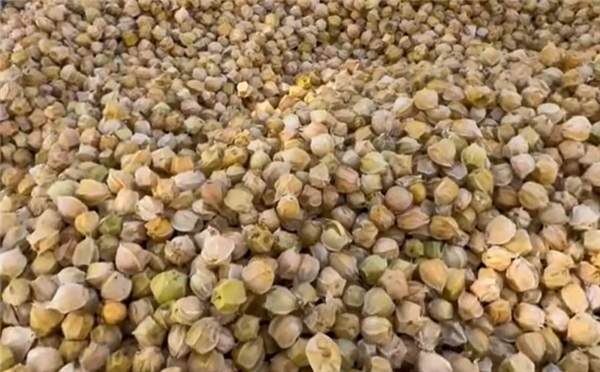 这种长得像灯笼一样的北方水果:我打赌南方人没见过!