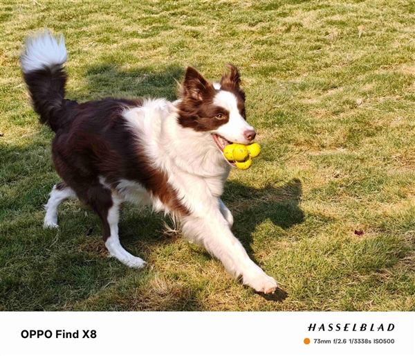 OPPO Find X8上手:OPPO最佳直屏旗舰