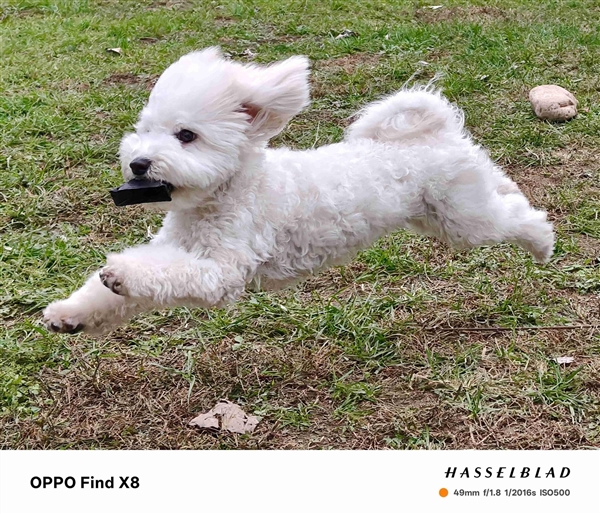 OPPO Find X8上手:OPPO最佳直屏旗舰