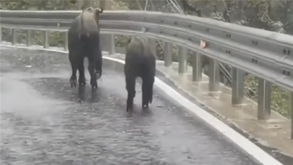 罕见“六不像”出现在云南公路上了:像是穿着高跟鞋在溜达