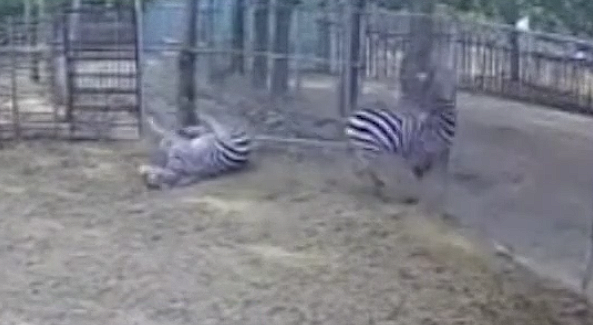 动物园一斑马忽然撞墙死亡:疑被游客吓到后应激反应