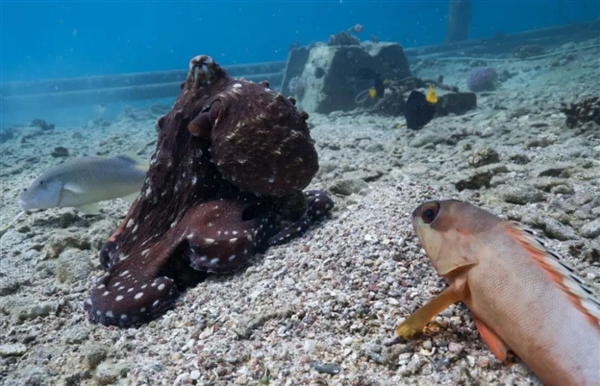 章鱼聪明的有点儿过分了:会寻找“鱼奴”来帮自己捕猎