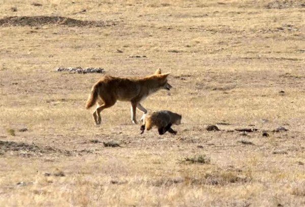 章鱼聪明的有点儿过分了:会寻找“鱼奴”来帮自己捕猎