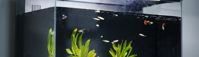 当贝智能鱼缸 1 Ultra评测：你的全能AI养鱼助理