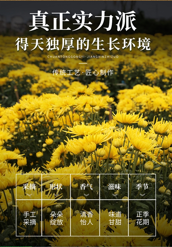 菊香浓郁：徽春堂金丝皇菊约50朵 到手5.9元
