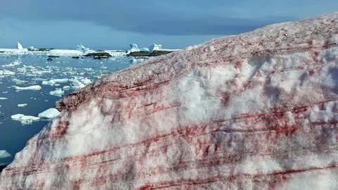 南极雪地突然变红！出现诡异“血雪”：到底怎么回事